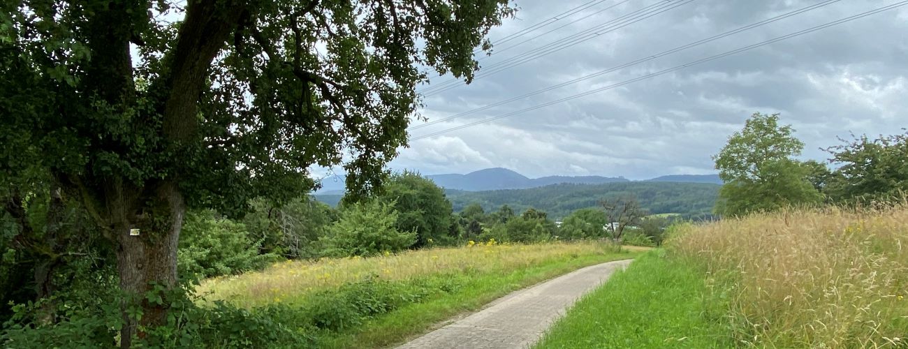 Weg und Baum